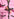 Roze gebreide cardigan van wol-katoen Faume - seconde main